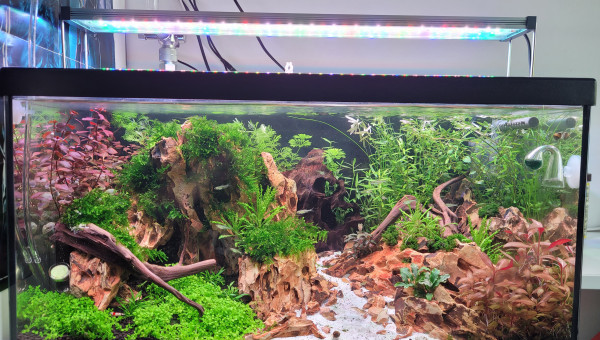 Introduction kubotai