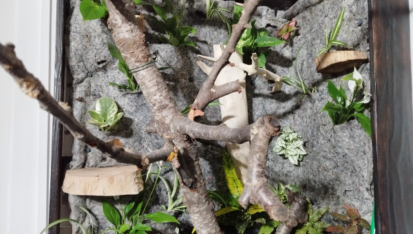 Le mur végétal après une 1ère plantation