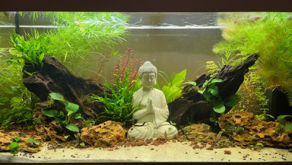 Environ 1 mois/1 mois et demi