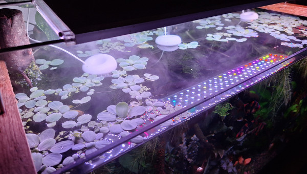 Je suis puceronné !