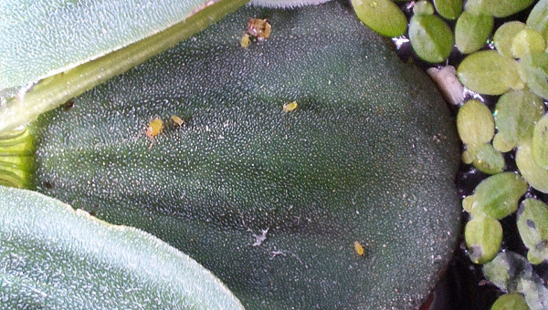 Je suis puceronné !