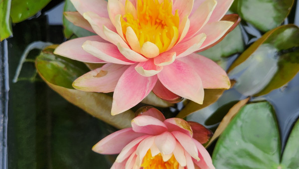 Deux fleurs de nénuphar