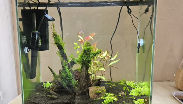 Ajout de plantes supplémentaires.