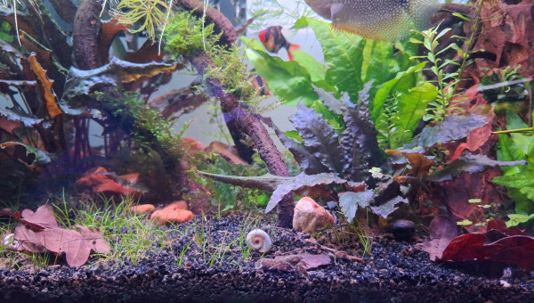 Poissons, escargots, écrevisse