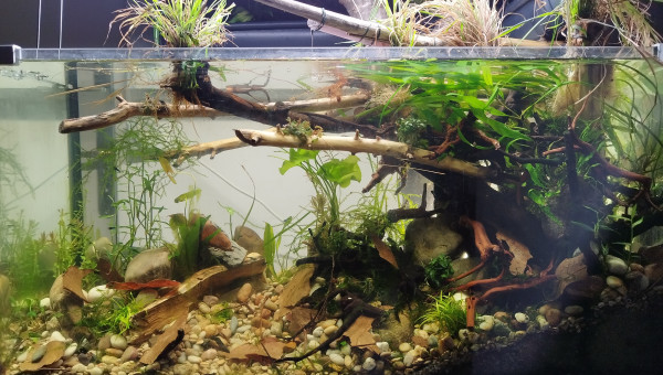 Rajoute des morceaux de feuilles de catapas.