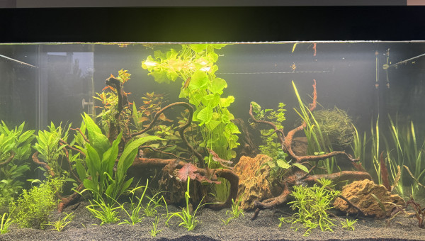 Mise en place des plantes