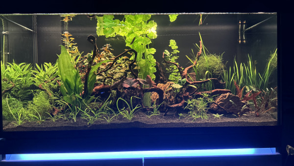 Premiere taille des plantes