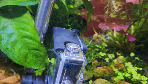 Les crevettes, ce n'est pas facile à filmer