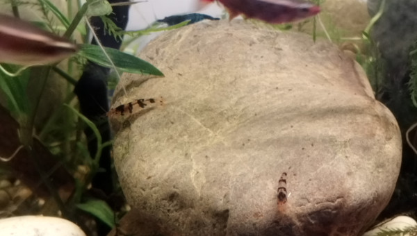 Caridinas sp Racoon Tiger