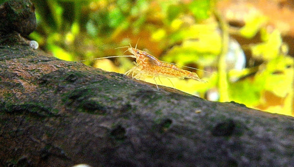 Un babay dans la Cascade