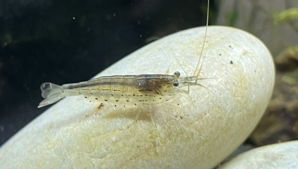 Caridina