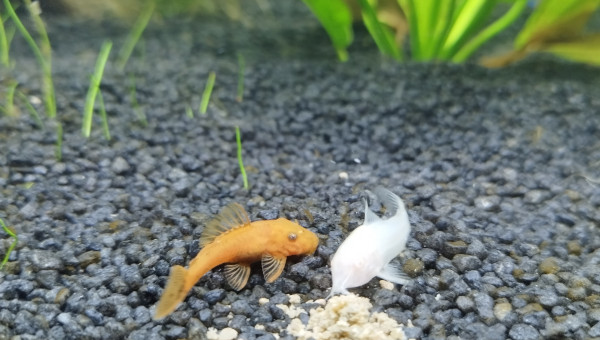 Corydoras et ancistrus <3