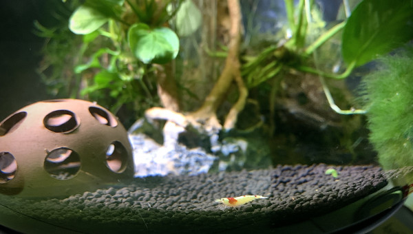 Les crevettes de compette ?