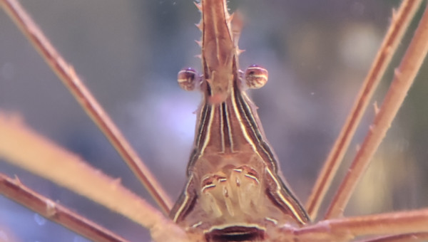 Stenorhynchus seticornis