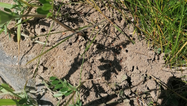 Mise en place-collecte de la terre