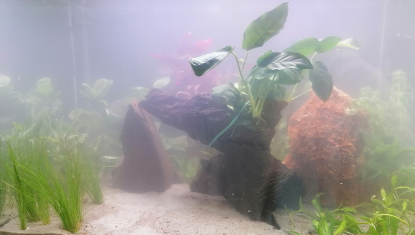 Mise en place - plantation et mise en eau