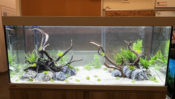 Mise en eau et plantation