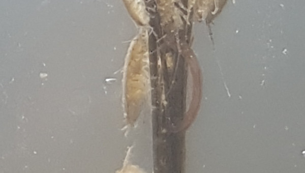 Populasse sur la brindille