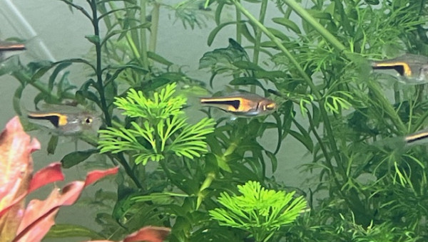 Trigonostigma hengeli