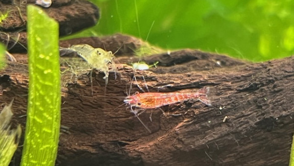 Neocaridina davidi