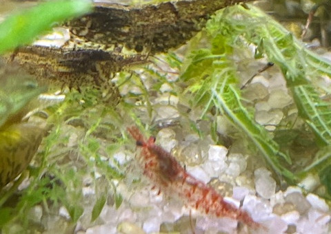Neocaridina davidi