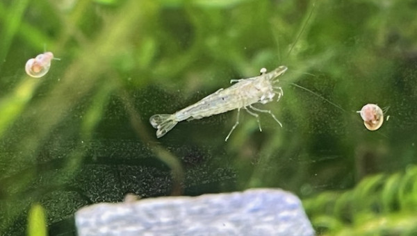 Neocaridina davidi