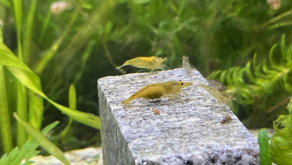 Neocaridina davidi