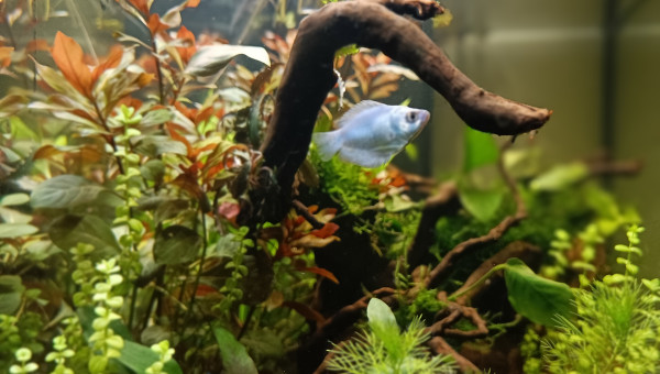 Gourami femelle