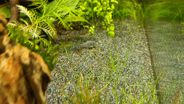 Corydoras Leopard