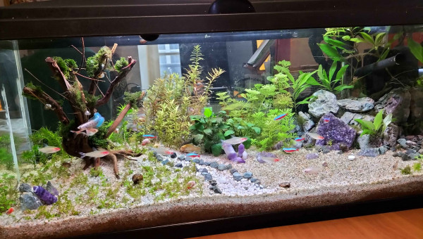 Communautaire S+3 Mise en eau, S+1 Vivants