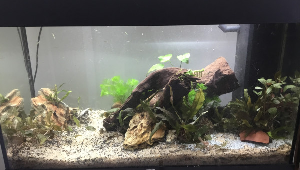 Ajout deuxième plante