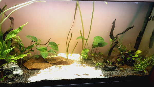 Tentative biotope asiatique