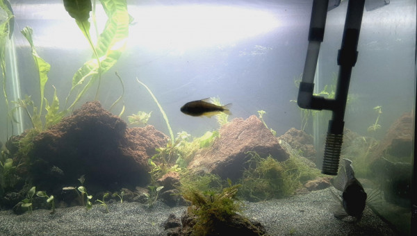 Le bac des terribles