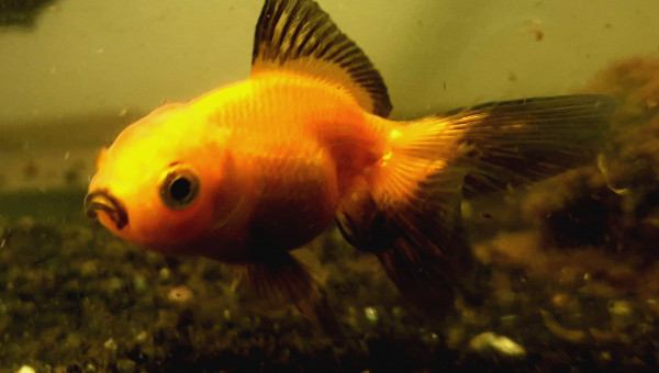 Tête de lion rouge et noir