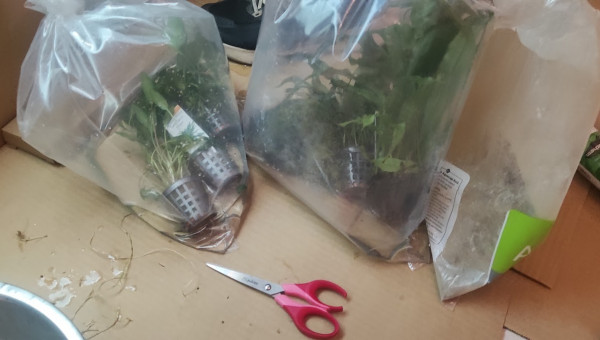 arrivée plantes 200L eau douce 23/10/2023