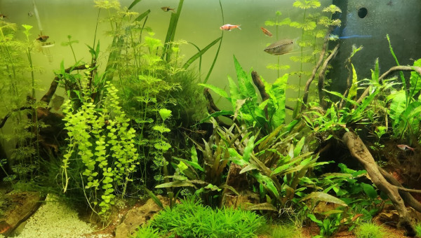 200L eau douce 19/02/2024