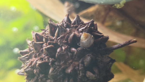 Bébé Filopaludina Sumatrensis Polygramma