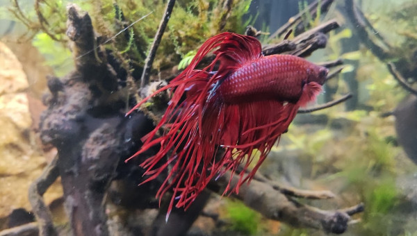 bac 33L eau douce 25/11/2023