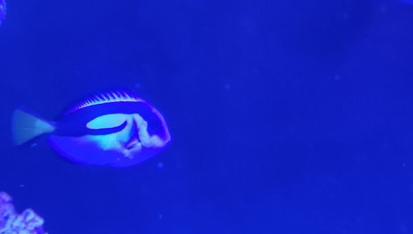 Paracanthurus hepatus