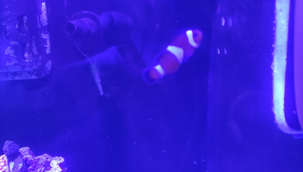 Amphiprion Ocellaris