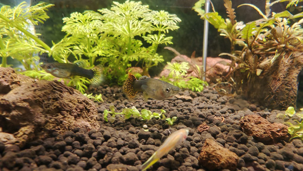 Période en sol technique