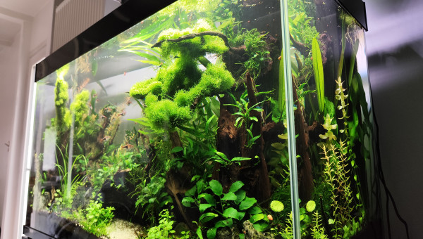 2 juillet 2024 - Le bac commence à prendre des couleurs