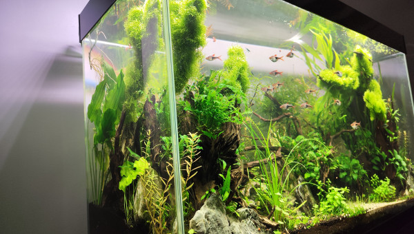 2 juillet 2024 - Le bac commence à prendre des couleurs