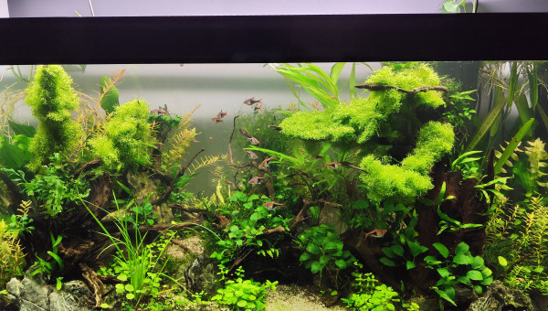 2 juillet 2024 - Le bac commence à prendre des couleurs