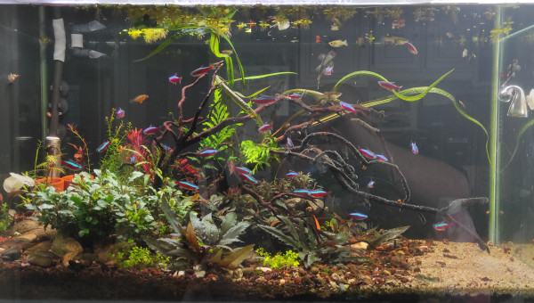 Changement d'eau bimensuel et refonte partielle