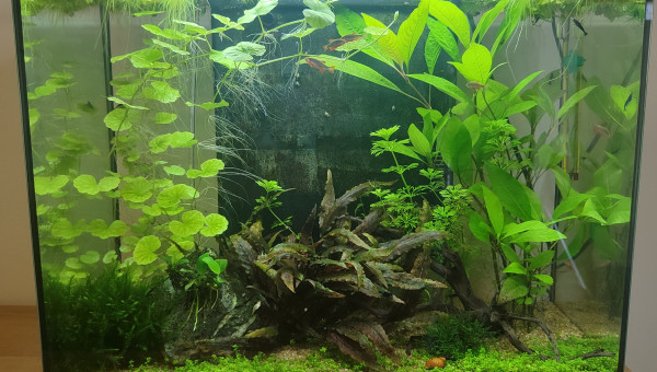 Avec du CO2 et le bon engrais ca change tout!