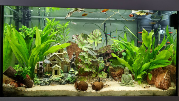 LE CANYON  OCCITAN  en juillet 2024