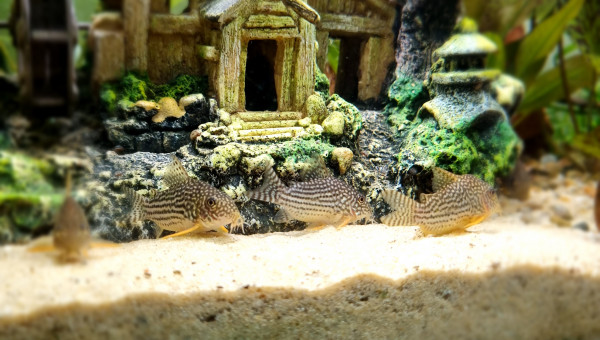 Corydoras sterbai