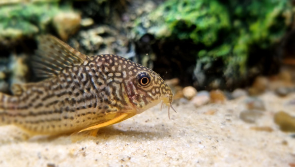 Corydoras sterbai