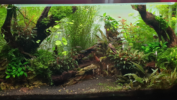 Néon noir V2 : état initial